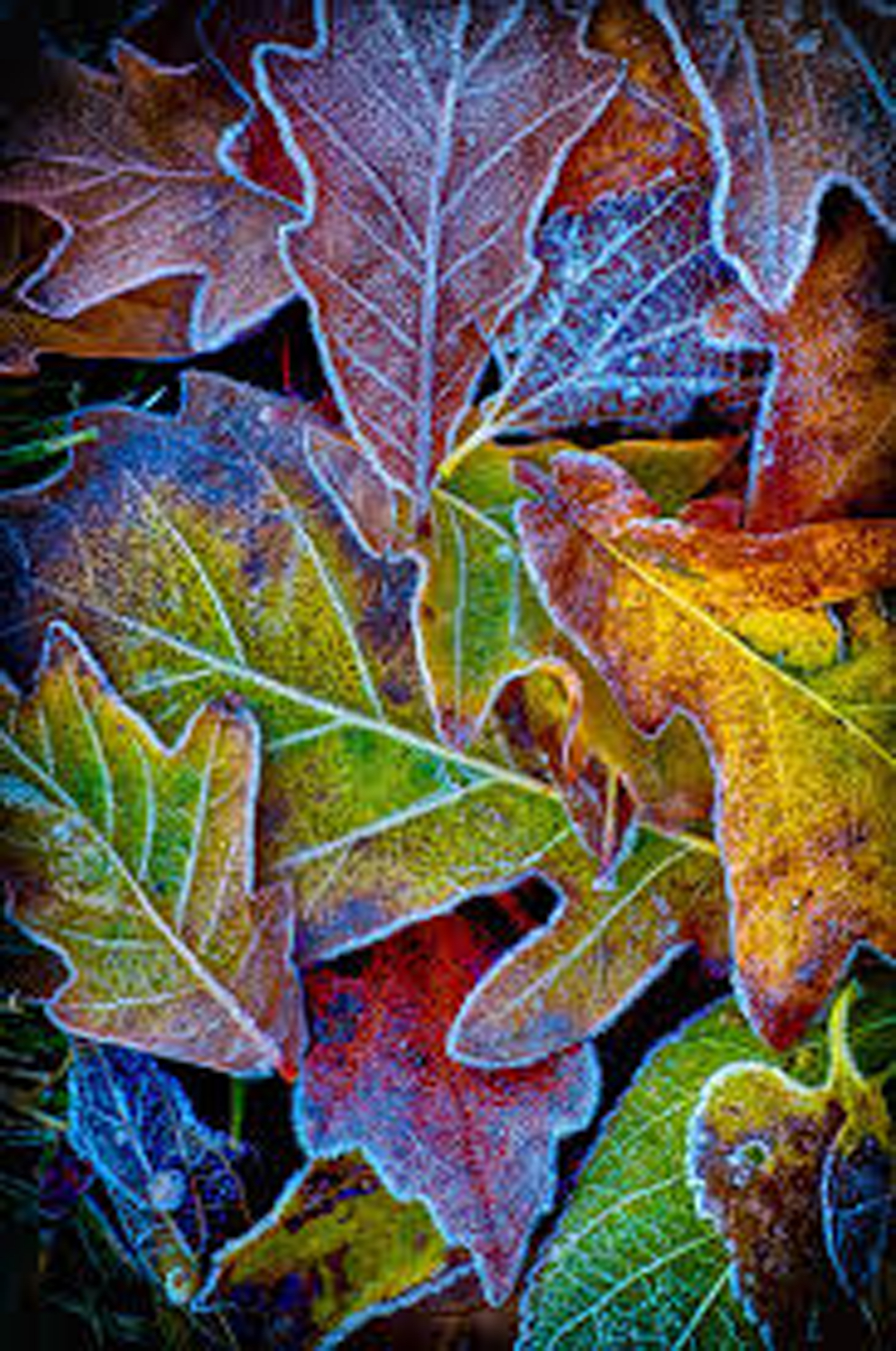 Autumn Frost