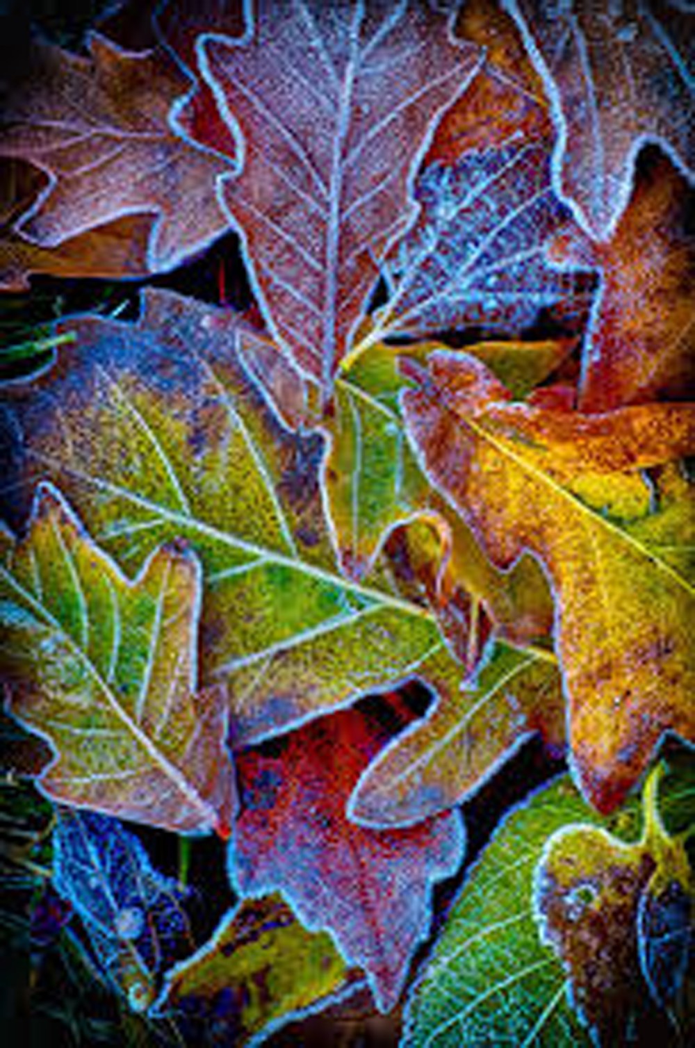 Autumn Frost